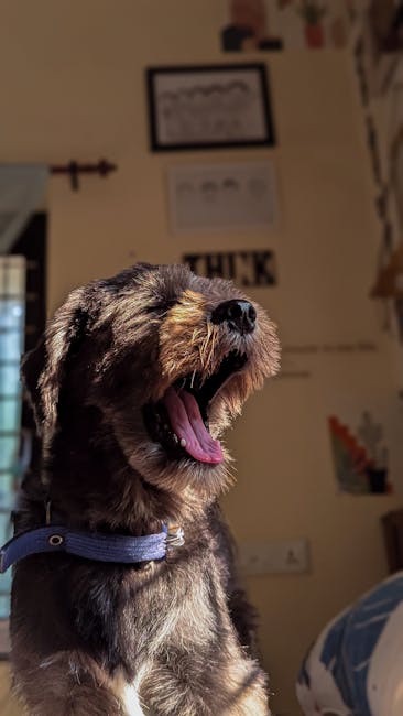 A close-up of a small, scruffy dog with a black and brown coat, showing an open mouth as if yawning or barking, with a blue collar around its neck. The background is an indoor setting featuring framed pictures, some text on the wall, and various decorative items. The focus is primarily on the dog's face, capturing its expressive features, and the indoor environment suggests a home or office space. The lighting highlights the dog's fur and facial expressions, providing a clear and detailed view suitable for accessibility and contextual relevance to home or office environments where relocation or packing activities may occur.